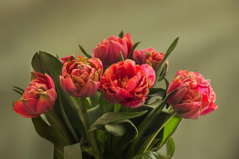 Leafy Arrangements