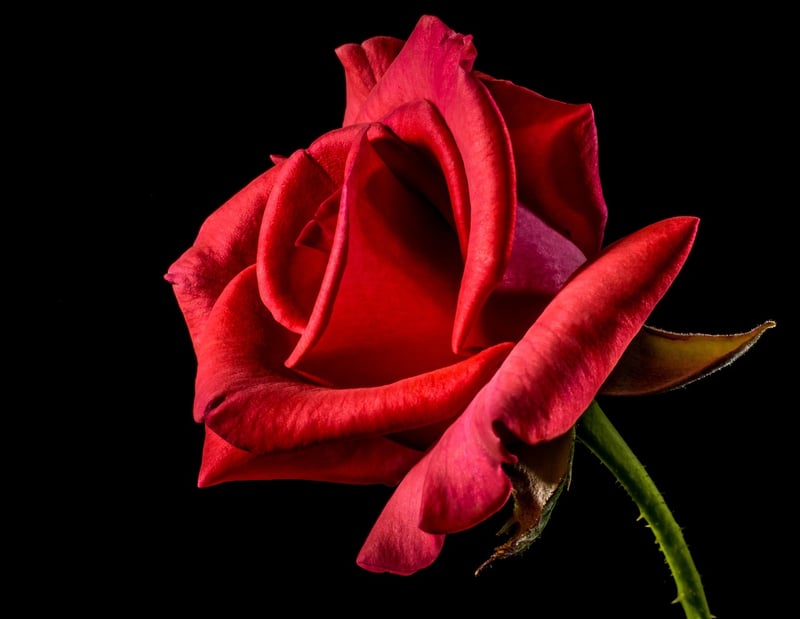 Botanical Decor Image