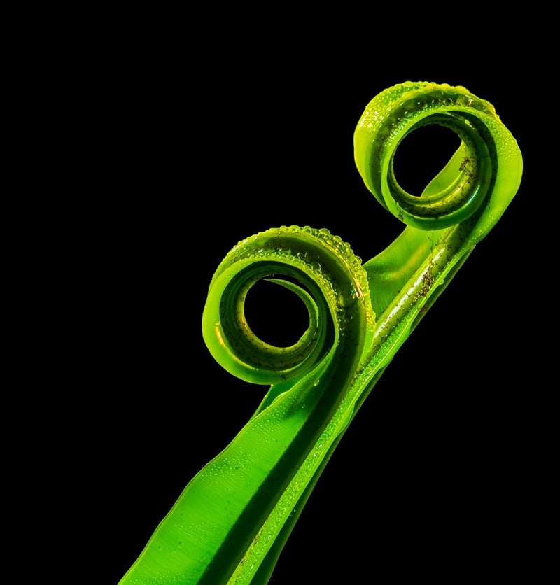 Tropical Leaf